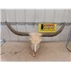 Image 1 : Longhorn & Skull - Horn Spread 58"