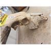Image 3 : Longhorn & Skull - Horn Spread 58"