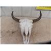 Image 1 : Buffalo Skull & Horns - Horn Spread 26"