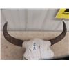 Image 3 : Buffalo Skull & Horns - Horn Spread 26"