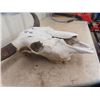 Image 4 : Buffalo Skull & Horns - Horn Spread 26"