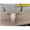 Image 1 : Cow Skull & Horns - Horn Spread 26"