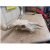 Image 4 : Cow Skull & Horns - Horn Spread 26"