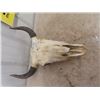 Image 1 : Buffalo Skull & Horns - Horn Spread 17.5"