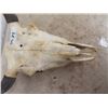 Image 2 : Buffalo Skull & Horns - Horn Spread 17.5"