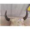 Image 3 : Buffalo Skull & Horns - Horn Spread 17.5"