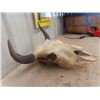 Image 4 : Buffalo Skull & Horns - Horn Spread 17.5"