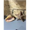 Image 1 : Queen Conch + Starfish & 10 Gal Fish Tank with Filter