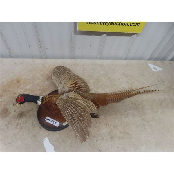 Mounted Ring Necked Pheasant 35" Long