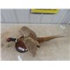Image 1 : Mounted Ring Necked Pheasant 35" Long