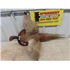 Image 2 : Mounted Ring Necked Pheasant 35" Long