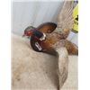 Image 3 : Mounted Ring Necked Pheasant 35" Long