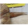Image 4 : Mounted Ring Necked Pheasant 35" Long