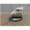 Image 1 : Coyote Skull Display