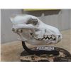 Image 3 : Coyote Skull Display