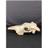 Image 2 : Cattle Skull 20" L