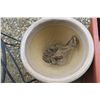 Image 2 : Lot of Gardening Pots/Planters, etc