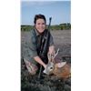Image 1 : HUNTING IN AUSTRIA: 5-Day Roe Deer Hunt for Two Hunters and Two Non-Hunters in Romania - Includes Tr