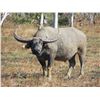 Image 1 : TROPICAL HUNTING: 7-Day/6-Night Water Buffalo Hunt for One Hunter in the Arnhem Land of Australia -