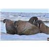 Image 1 : CANADA NORTH: 5-Day Atlantic Walrus Hunt for One Hunter in Nunavut, Canada - Includes Trophy Fee