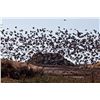 Image 2 : DAVID DENIES: 3-Day/4-Night High-Volume Dove and Decoyed Pigeon Hunt with Donald Trump Jr. and Six H
