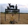 Image 1 : LONESOME COYOTE RANCH: 3-Day Texas Whitetail Deer Hunt for One Child and One Adult