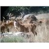 Image 2 : MG HUNTING: 5-Day Red Stag Hunt for One Hunter in Province of La Pampa
