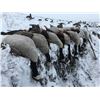 Image 2 : SAFARI UNLIMITED LLC: 4-Day Duck and Goose Hunt for Two Hunters in North Dakota