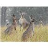 Image 6 : KINGHAM SAFARIS: 3-Day Moluccan Rusa Stag Hunt for One Hunter in Beautiful Australia