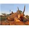 Image 1 : JANNIE OTTO: South African Rare Species 7-Day Hunt for Two Hunters for Golden Wildebeest, Tsessebe,