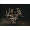 Image 2 : VARA RANCH: Texas Trophy Whitetail Hunt for One Hunter and One Observer