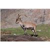 Image 3 : SPANISH IBEX HUNTS: 4-Day Southeastern Ibex Hunt in Spain for Two Hunters and Two Observers Includin