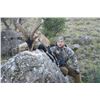 Image 4 : SPANISH IBEX HUNTS: 4-Day Southeastern Ibex Hunt in Spain for Two Hunters and Two Observers Includin