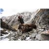 Image 3 : METANOIA VENTURES: 7-Day Tahr Free Range Bull Tahr Hunt with Metanoia Aventures New Zealand