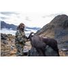 Image 4 : METANOIA VENTURES: 7-Day Tahr Free Range Bull Tahr Hunt with Metanoia Aventures New Zealand