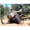 Image 2 : QUAGGA SAFARIS: 7-Day Hunt/Culling Package in South Africa for Four Hunters Including Trophy Fees