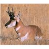 Image 3 : State of California Multi-Zone Pronghorn Antelope Tag