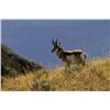 Image 4 : State of California Multi-Zone Pronghorn Antelope Tag