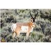 Image 5 : State of California Multi-Zone Pronghorn Antelope Tag