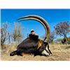 Image 2 : 5-Day Africa Rooseveld Sable Hunt for One (1) Hunter & One (1) Non Hunter