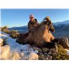 Image 2 : 5-Day Bull Tahr Hunt for One (1) Hunter in New Zealand