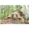 Image 2 : 6-Day Fully Guided Spring Black Bear Hunt in Alberta, Canada for One (1) Hunter