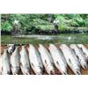 Image 2 : 2024 Freshwater Stream and Saltwater Fishing Package for 2 on Alaska Prince of Wales Island