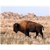 Image 2 : 2023 Utah Book Cliffs, Little Creek/South Cow Only Bison Conservation Permit