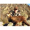 Image 1 : 3-Day Pyrenean Chamois Hunt for One (1) Hunter