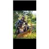 Image 1 : 2-Day Roe Deer & Feral Goat Hunt for One (1) Hunter