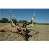 Image 2 : 13-Day Elk Hunt for One (1) Hunter on the Acoma Pueblo