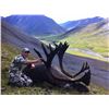 Image 2 : 2023 Alaskan Caribou Brown Bear Combo with Bearfoot Adventures