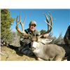 Image 2 : 2023 Jicarilla Tribe Mule Deer Auction Permit