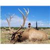 Image 1 : 7-Day Bull Elk Hunt for Two (2) Hunters on the Zuni Reservation in New Mexico